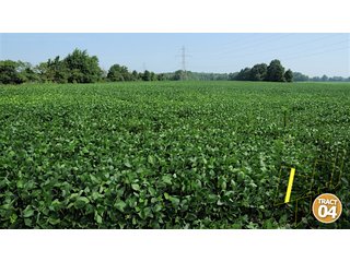 Property photo 27 - 470 Acres Mostly Productive Tillable Land - 6 Tracts